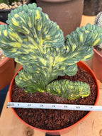 Variegated Crested Blue Myrtle Cactus | Myrtillocactus Geometrizans Variegata | Rare Collector Specimen