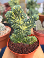 Variegated Crested Blue Myrtle Cactus | Myrtillocactus Geometrizans Variegata | Rare Collector Specimen