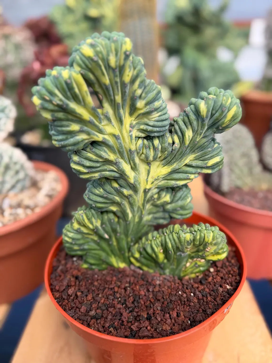 Variegated Crested Blue Myrtle Cactus | Myrtillocactus Geometrizans Variegata | Rare Collector Specimen