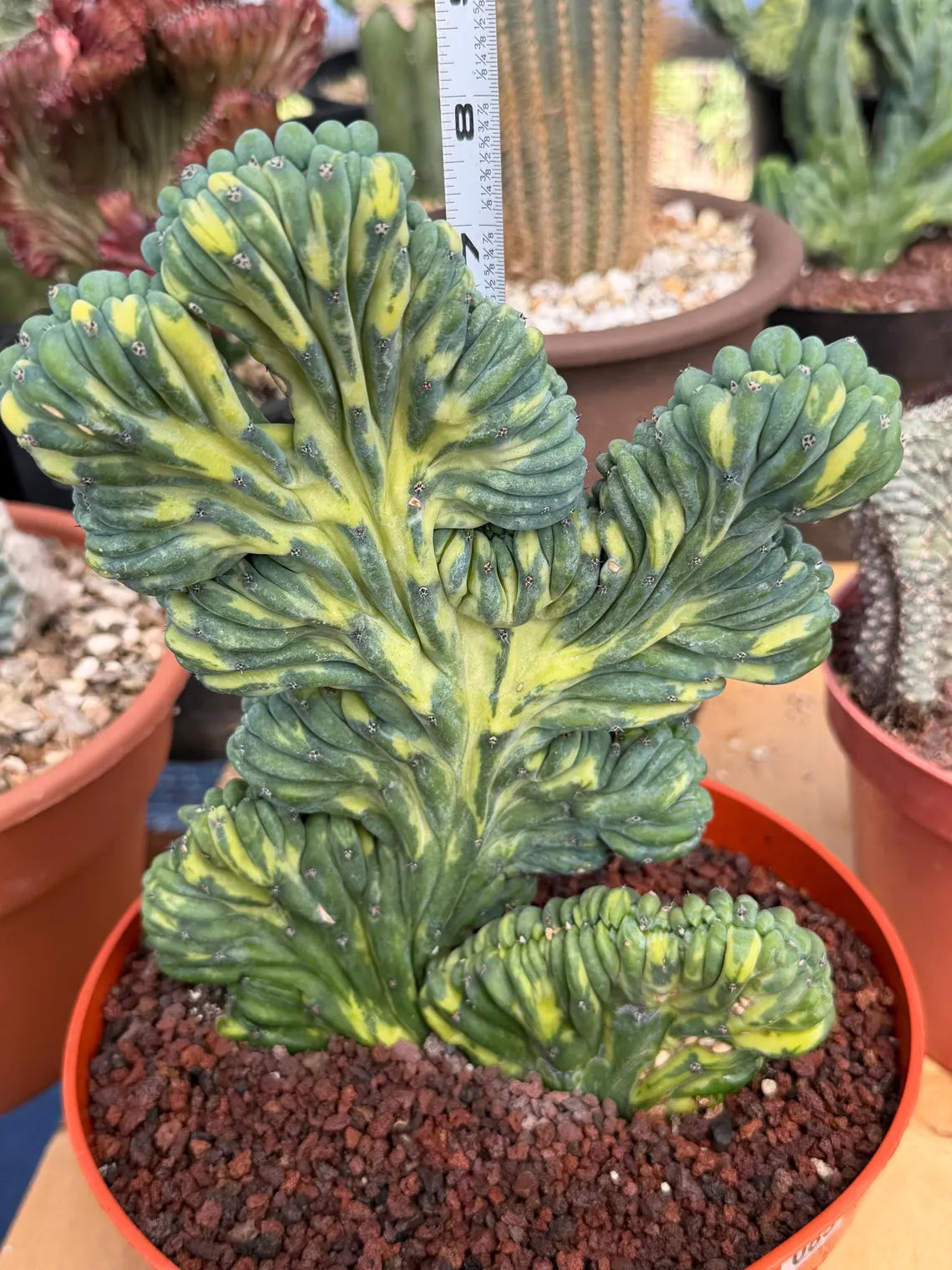 Variegated Crested Blue Myrtle Cactus | Myrtillocactus Geometrizans Variegata | Rare Collector Specimen