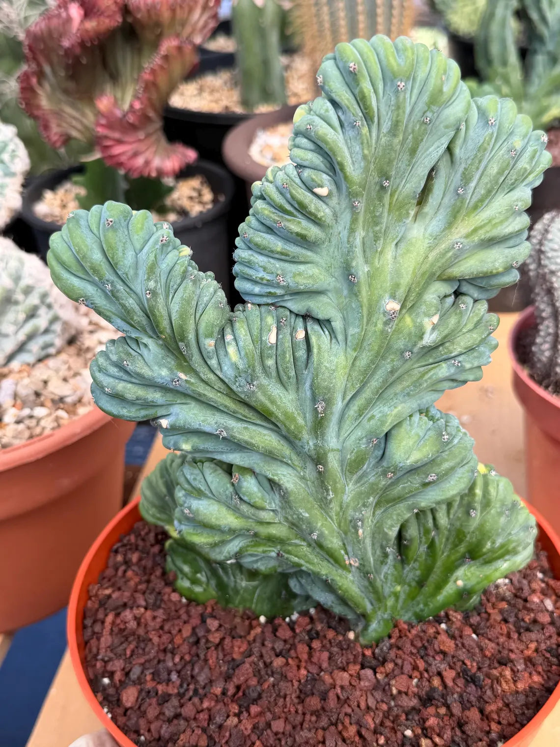 Variegated Crested Blue Myrtle Cactus | Myrtillocactus Geometrizans Variegata | Rare Collector Specimen