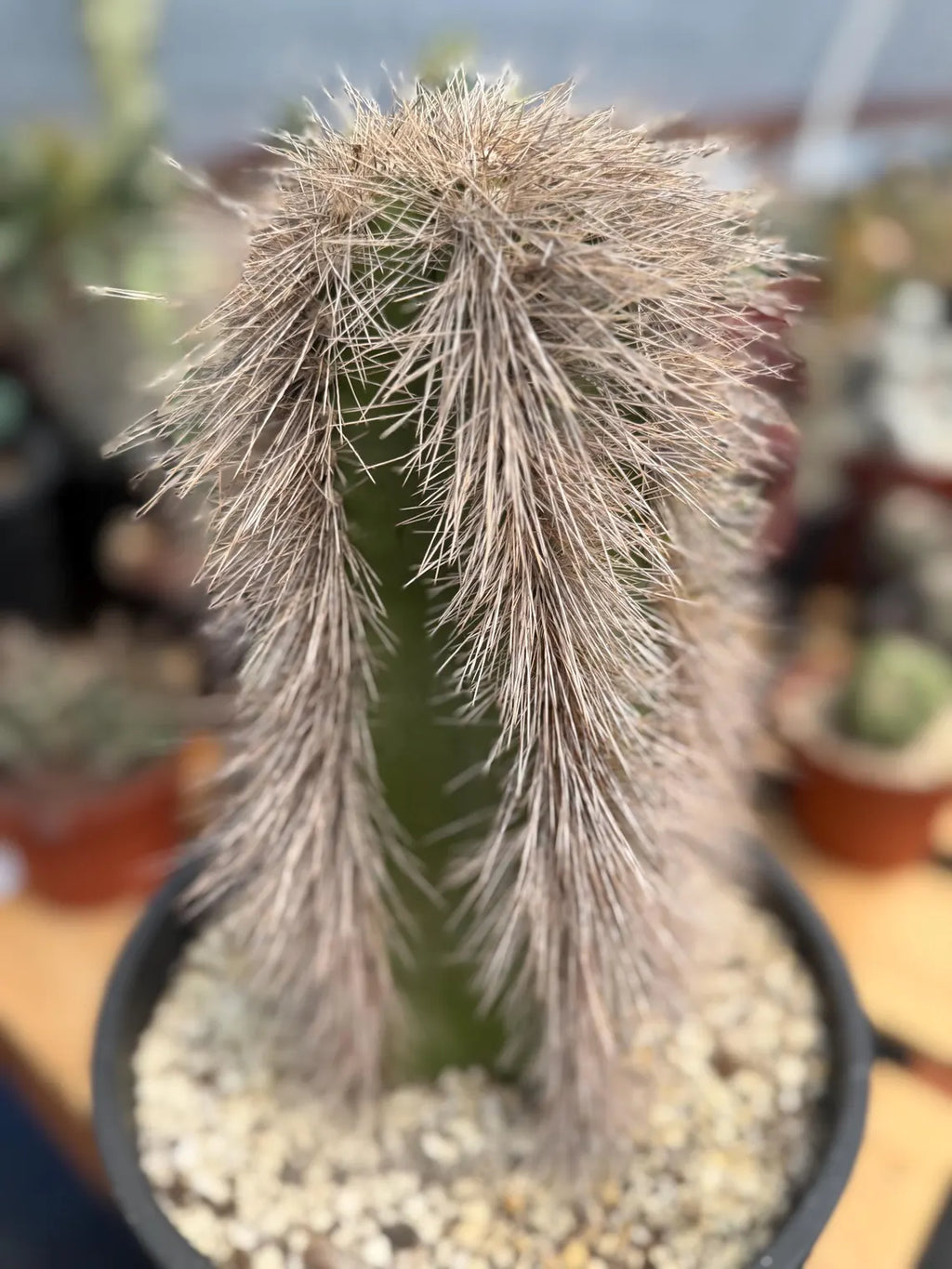 Woolly Rhino Columnar Cactus Cutting – Calloused & Ready to Root