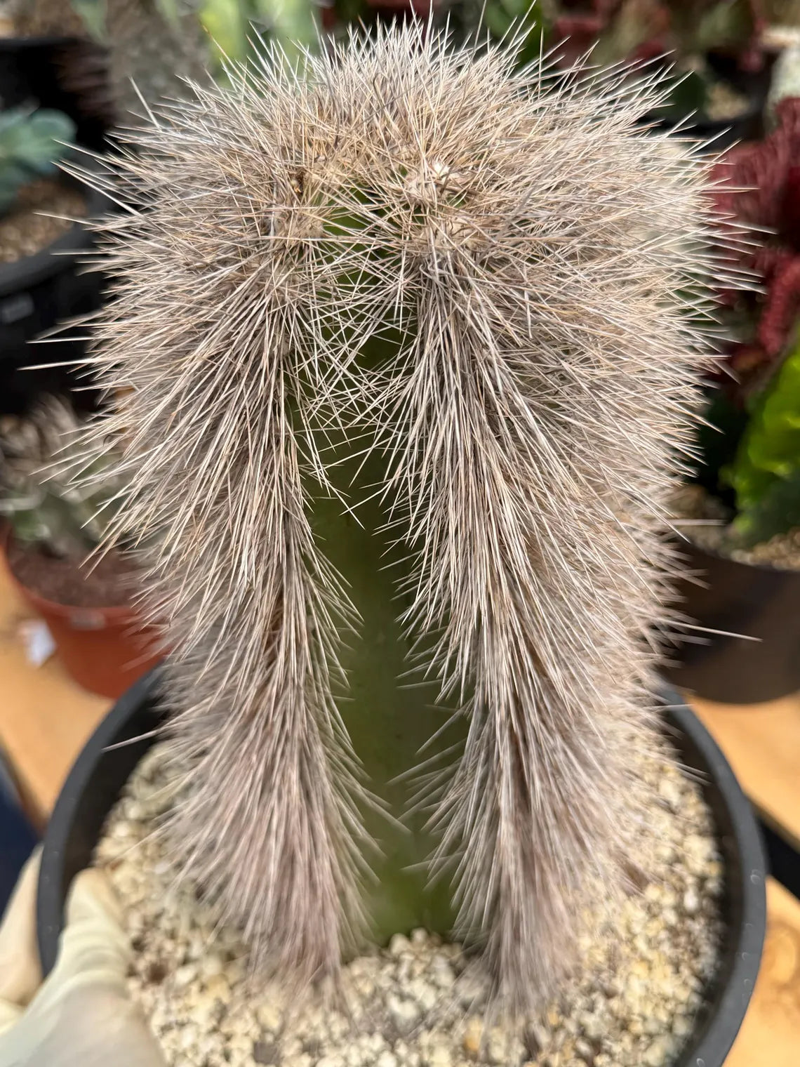Woolly Rhino Columnar Cactus Cutting – Rare Live Cactus Plant