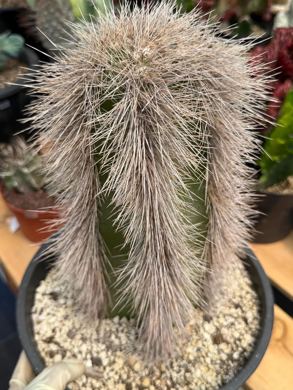 Woolly Rhino Columnar Cactus Cutting – Calloused & Ready to Root
