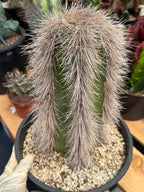Woolly Rhino Columnar Cactus Cutting – Calloused & Ready to Root