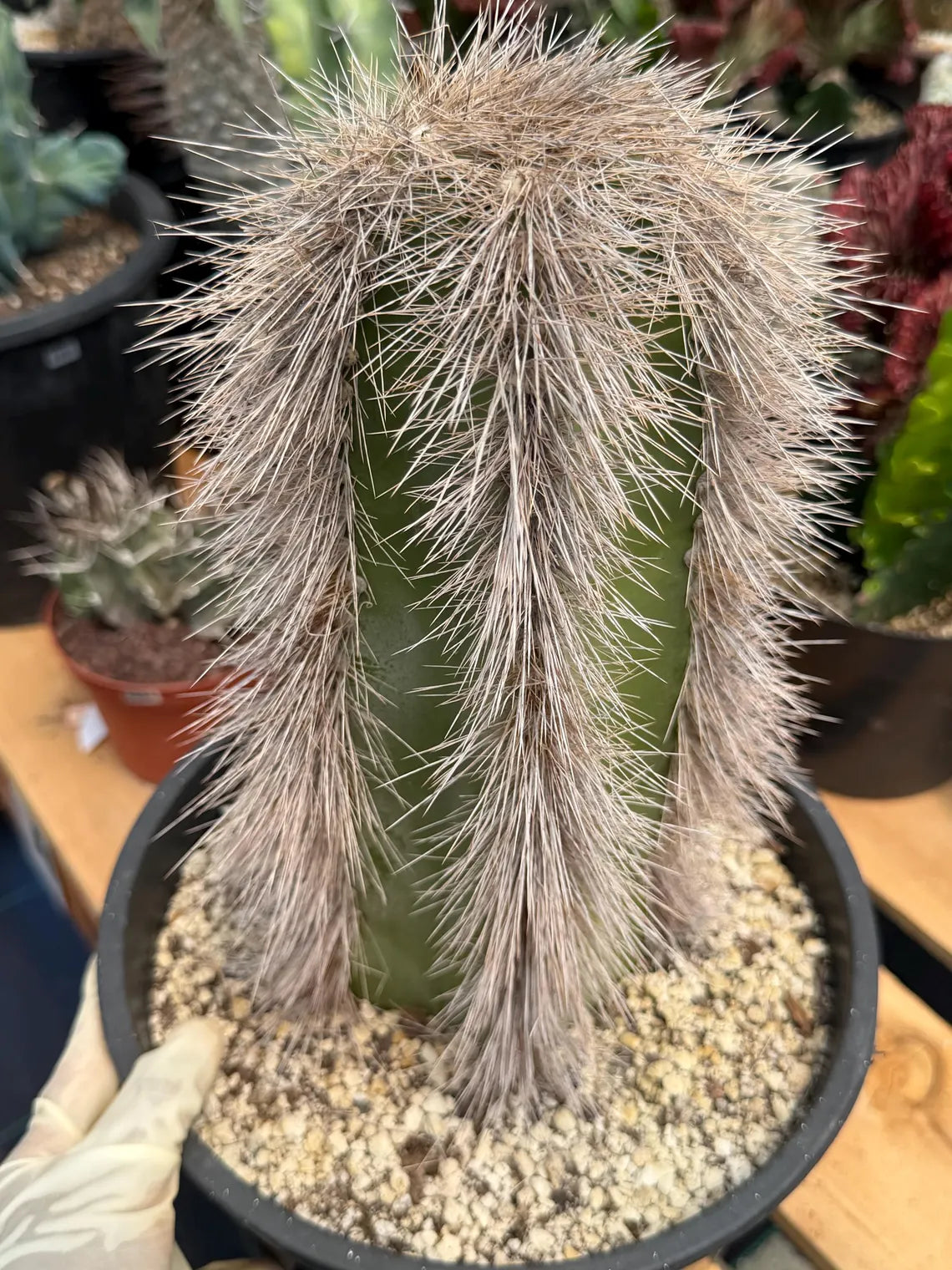 Woolly Rhino Columnar Cactus Cutting – Rare Live Cactus Plant