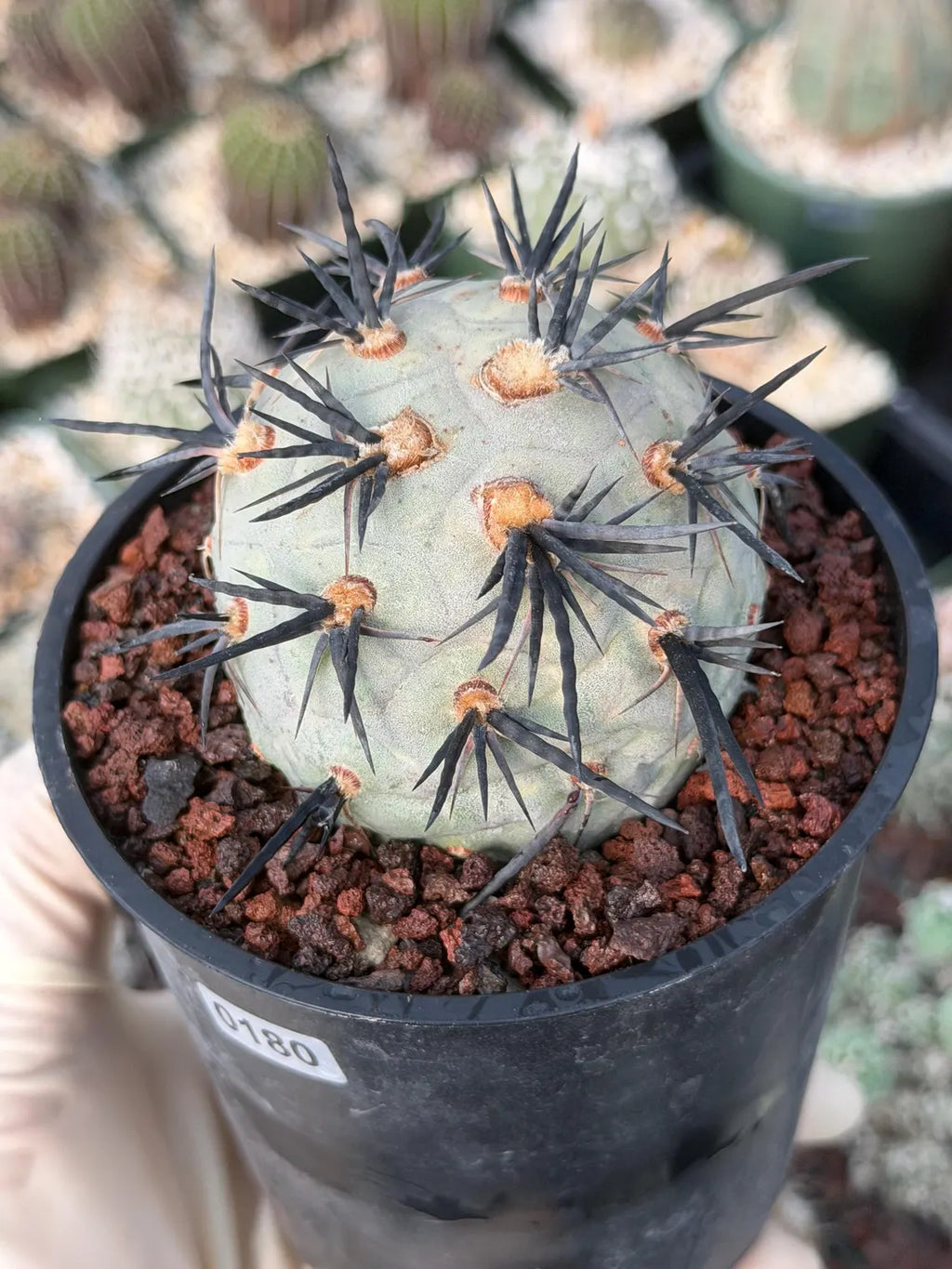 Tephrocactus Geometricus Diablo Cactus | Rare Black Spine Succulent | Live Plant #180