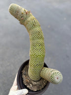Mammillaria Matudae Walking Cactus with Pups | Rare 10” Columnar Succulent in 6” Pot | Live Collector Plant