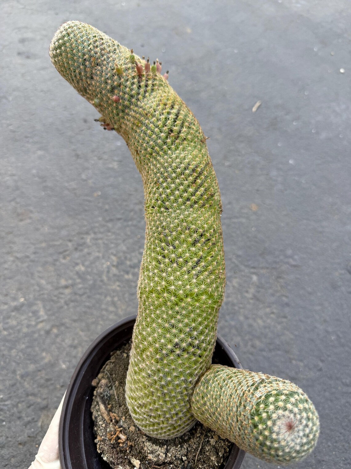 Mammillaria Matudae Walking Cactus with Pups | Rare 10” Columnar Succulent in 6” Pot | Live Collector Plant