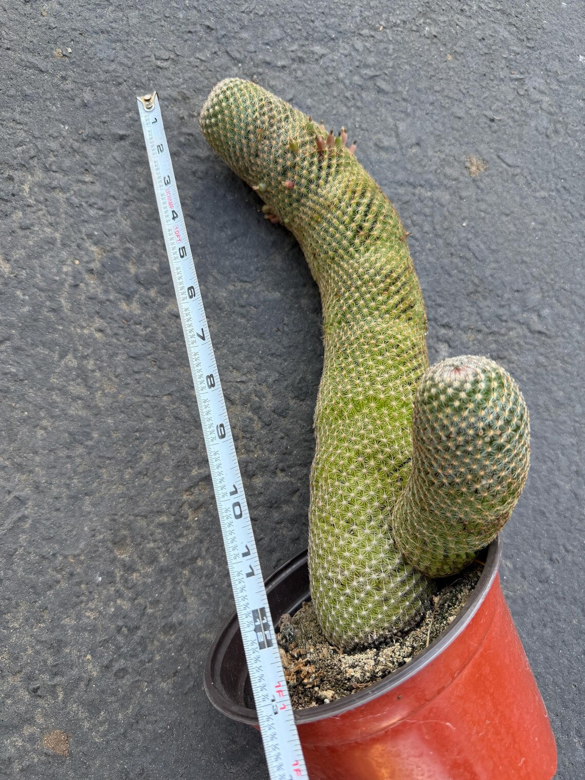 Mammillaria Matudae Walking Cactus with Pups | Rare 10” Columnar Succulent in 6” Pot | Live Collector Plant