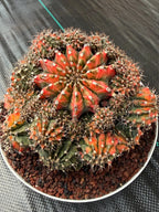 Rare 8in Variegated Gymnocalycium Cluster Live Cactus | Orange Green Collector Specimen #600