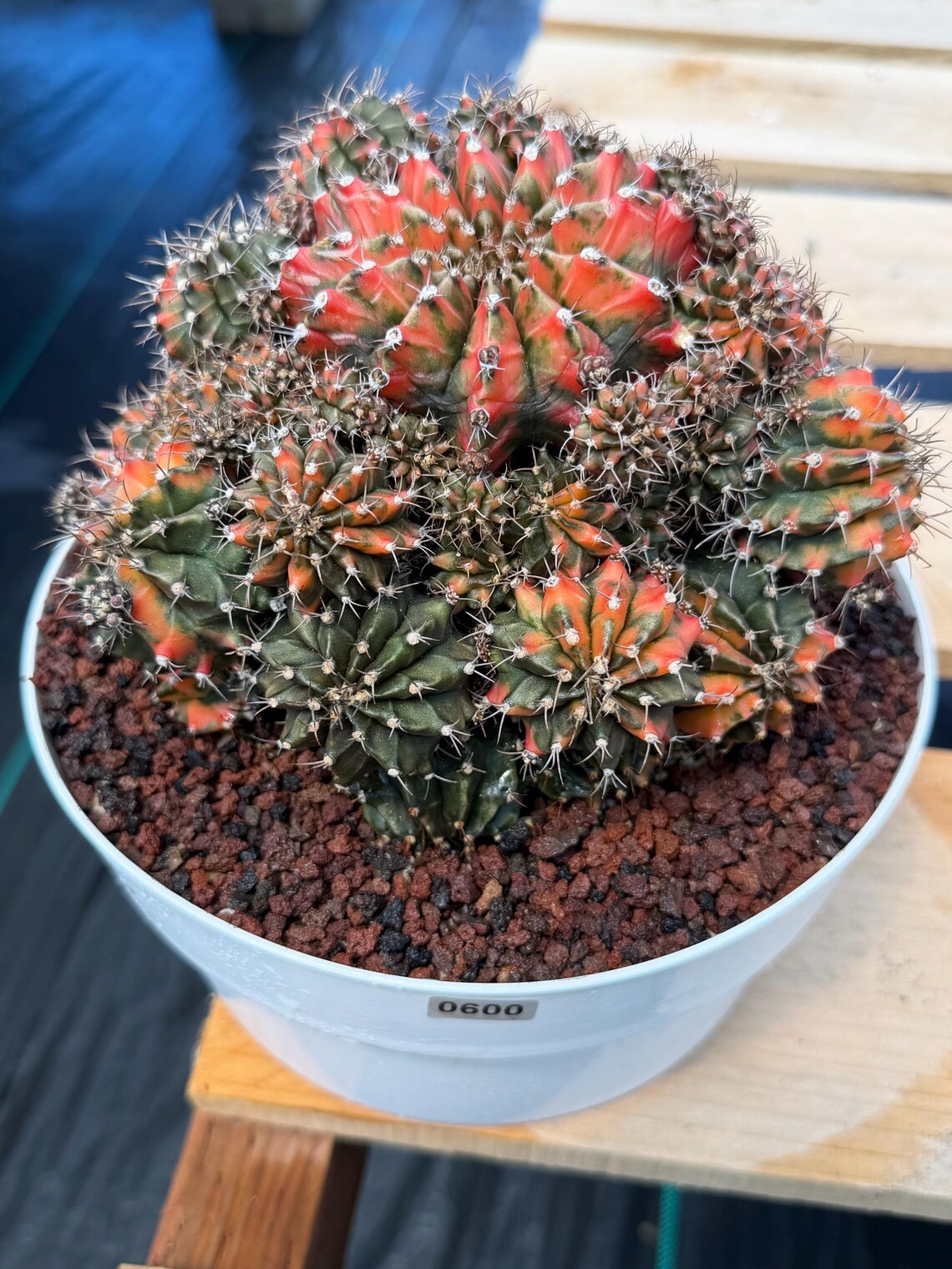 Rare 8in Variegated Gymnocalycium Cluster Live Cactus | Orange Green Collector Specimen #600