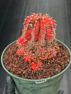 Variegated Gymnocalycium Cluster | Rare Collector Cactus #599