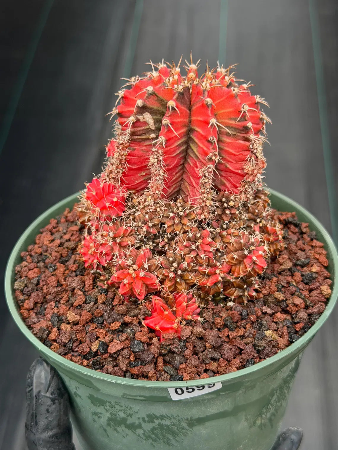 Variegated Gymnocalycium Cluster | Rare Collector Cactus #599
