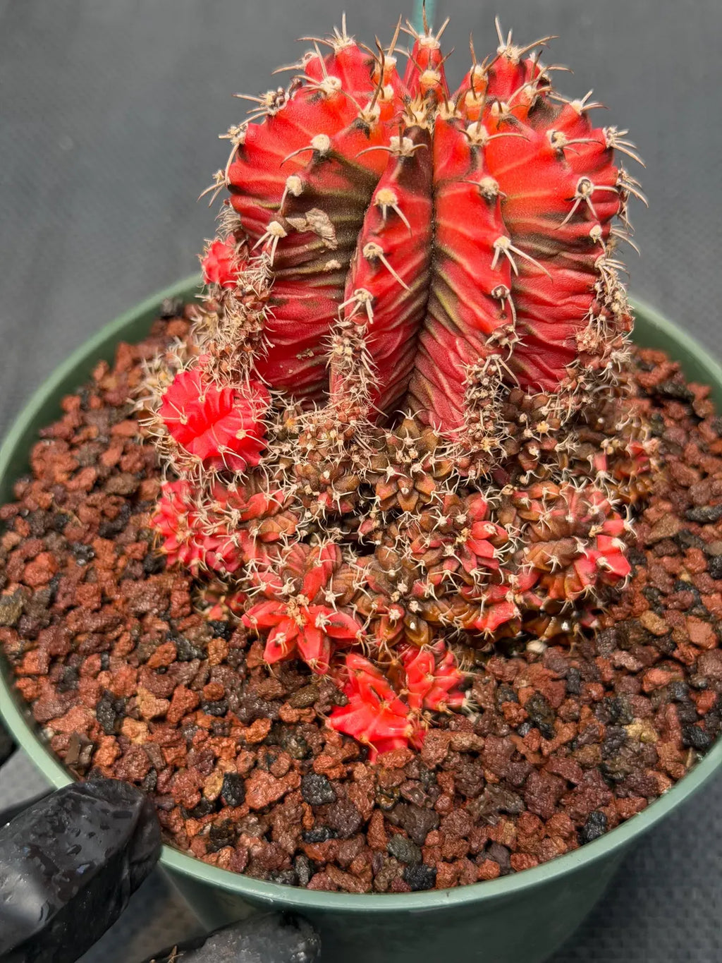 Variegated Gymnocalycium Cluster | Rare Collector Cactus #599