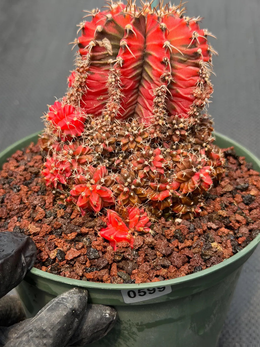 Variegated Gymnocalycium Cluster | Rare Collector Cactus #599