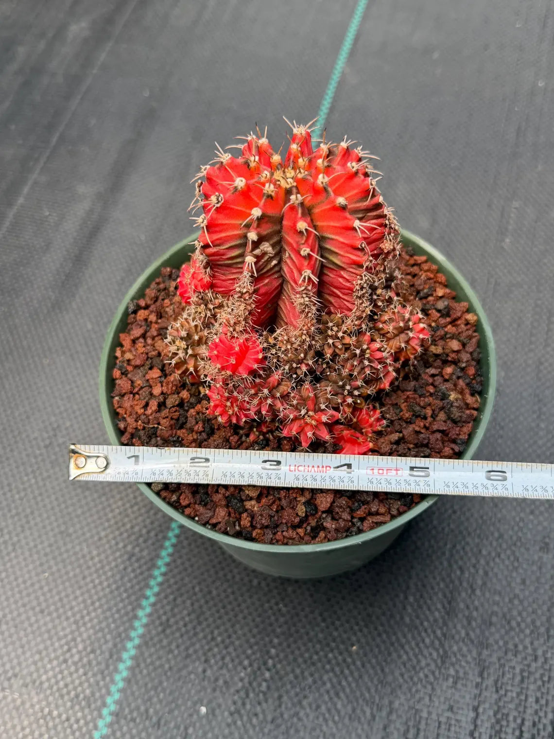 Variegated Gymnocalycium Cluster | Rare Collector Cactus #599
