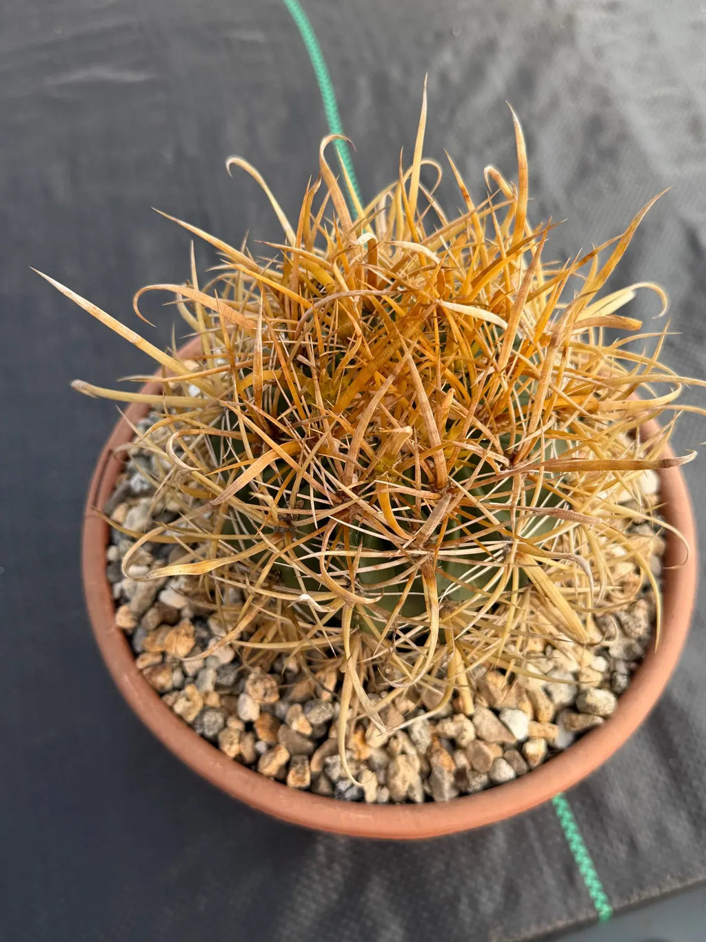 Ferocactus Chrysacanthus | Rare Barrel Cactus | Golden Yellow Spines | Seed Grown Collector Plant