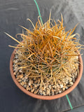 Ferocactus Chrysacanthus | Rare Barrel Cactus | Golden Yellow Spines | Seed Grown Collector Plant