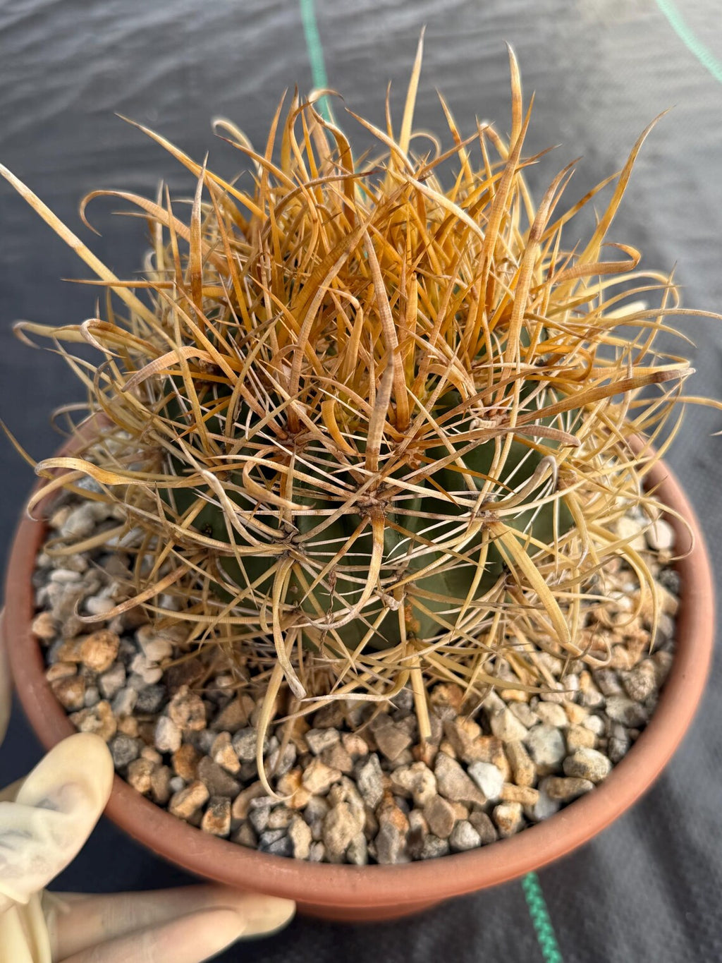 Ferocactus Chrysacanthus | Rare Barrel Cactus | Golden Yellow Spines | Seed Grown Collector Plant
