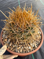 Ferocactus Chrysacanthus | Rare Barrel Cactus | Golden Yellow Spines | Seed Grown Collector Plant