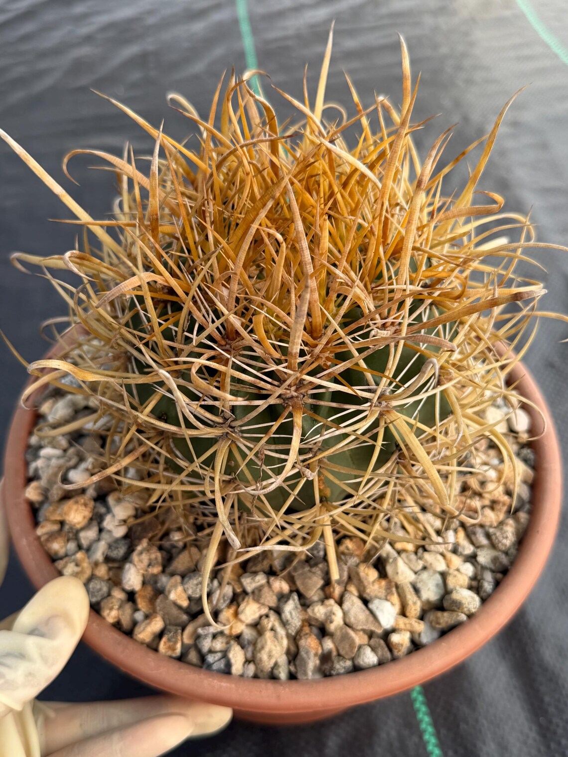 Ferocactus Chrysacanthus | Rare Barrel Cactus | Golden Yellow Spines | Seed Grown Collector Plant