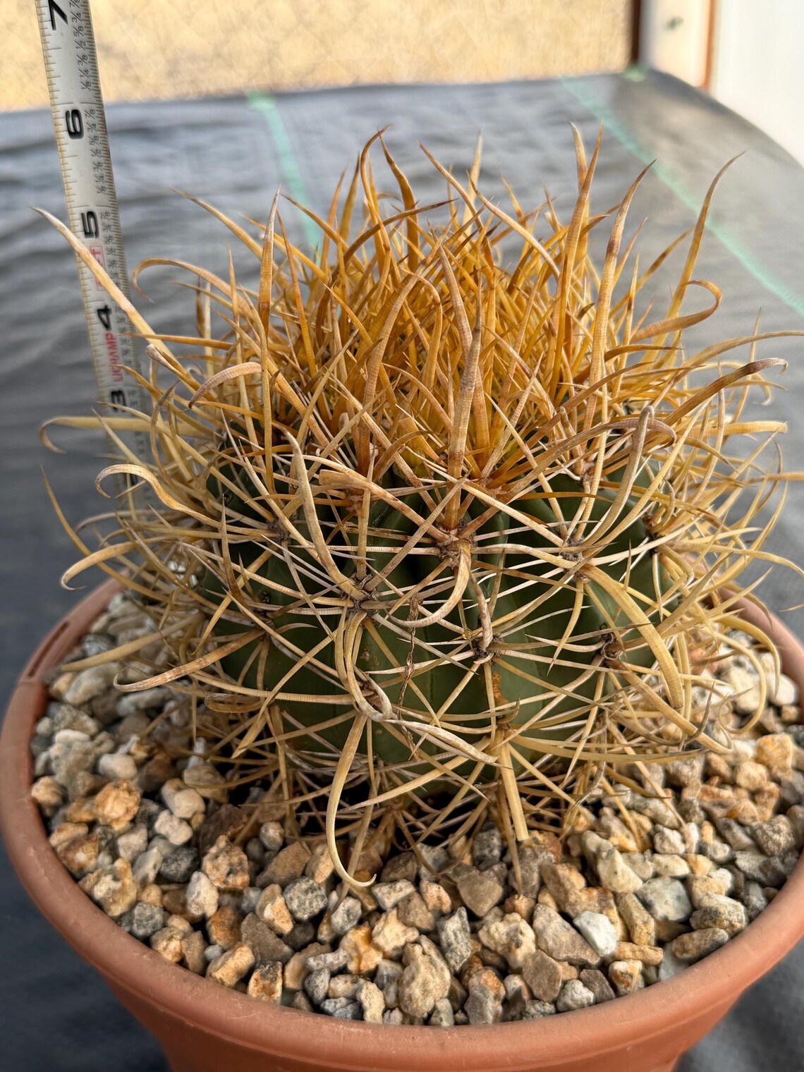 Ferocactus Chrysacanthus | Rare Barrel Cactus | Golden Yellow Spines | Seed Grown Collector Plant