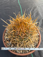 Ferocactus Chrysacanthus | Rare Barrel Cactus | Golden Yellow Spines | Seed Grown Collector Plant