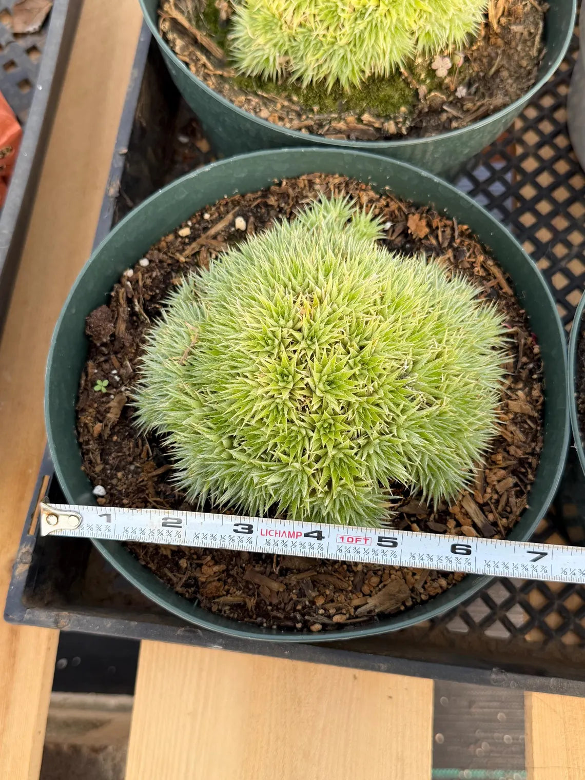 Deuterocohnia brevifolia – Rare Collector Succulent