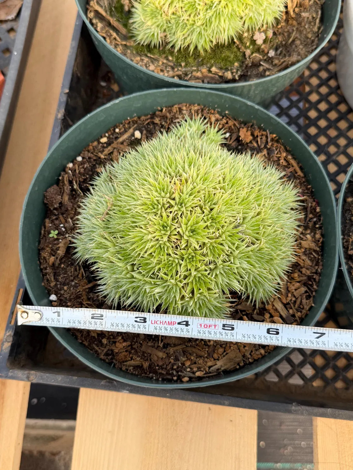 Deuterocohnia brevifolia – Rare Collector Succulent