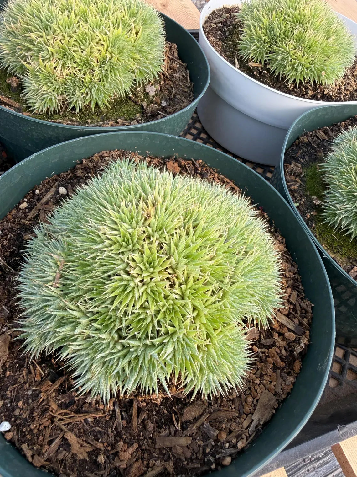 Deuterocohnia brevifolia – Rare Collector Succulent