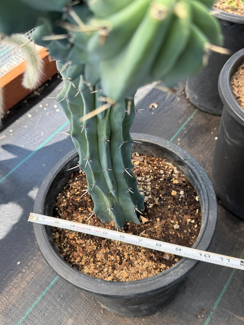 Rare Crested Blue Myrtle Cactus #77 – Fan-Shaped Collector Plant | Live Succulent