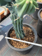Rare Crested Blue Myrtle Cactus #77 – Fan-Shaped Collector Plant | Live Succulent