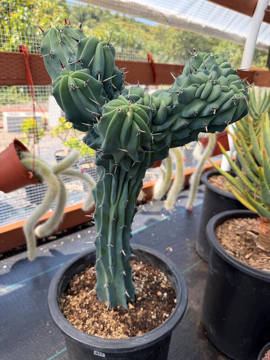 Rare Crested Blue Myrtle Cactus #77 – Fan-Shaped Collector Plant | Live Succulent