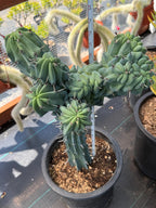 Rare Crested Blue Myrtle Cactus #77 – Fan-Shaped Collector Plant | Live Succulent