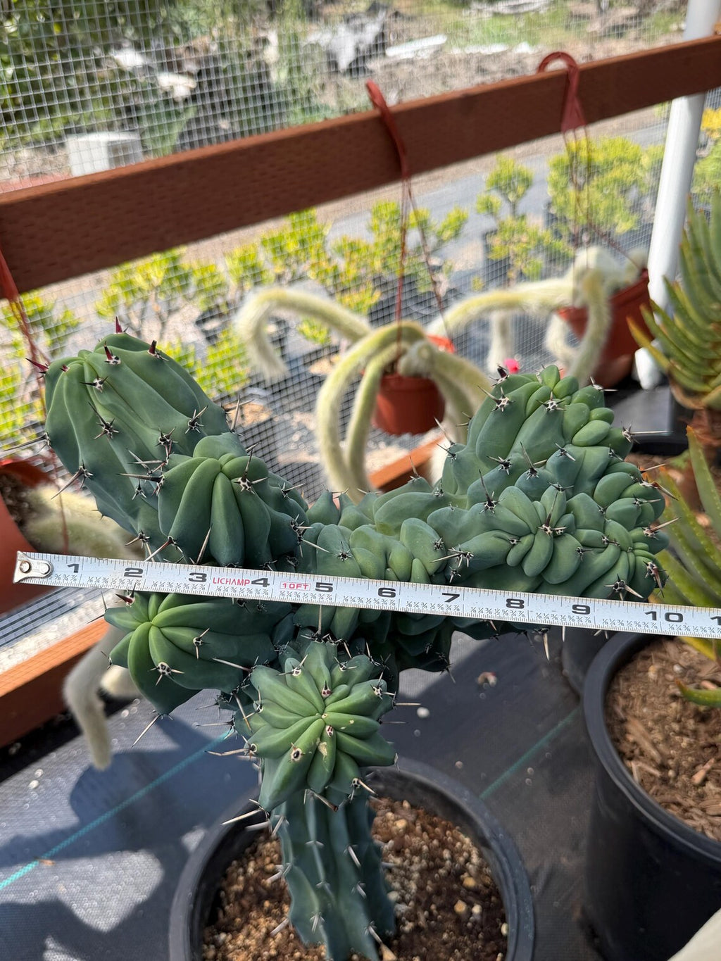 Rare Crested Blue Myrtle Cactus #77 – Fan-Shaped Collector Plant | Live Succulent