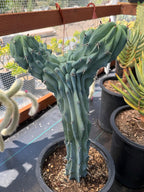 Rare Crested Blue Myrtle Cactus #77 – Fan-Shaped Collector Plant | Live Succulent