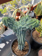 Rare Crested Blue Myrtle Cactus #77 – Fan-Shaped Collector Plant | Live Succulent