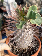 Pachypodium namaquanum (Half-Men) – Rare Seed-Grown Succulent