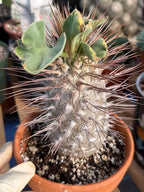 Pachypodium namaquanum (Half-Men) – Rare Seed-Grown Succulent