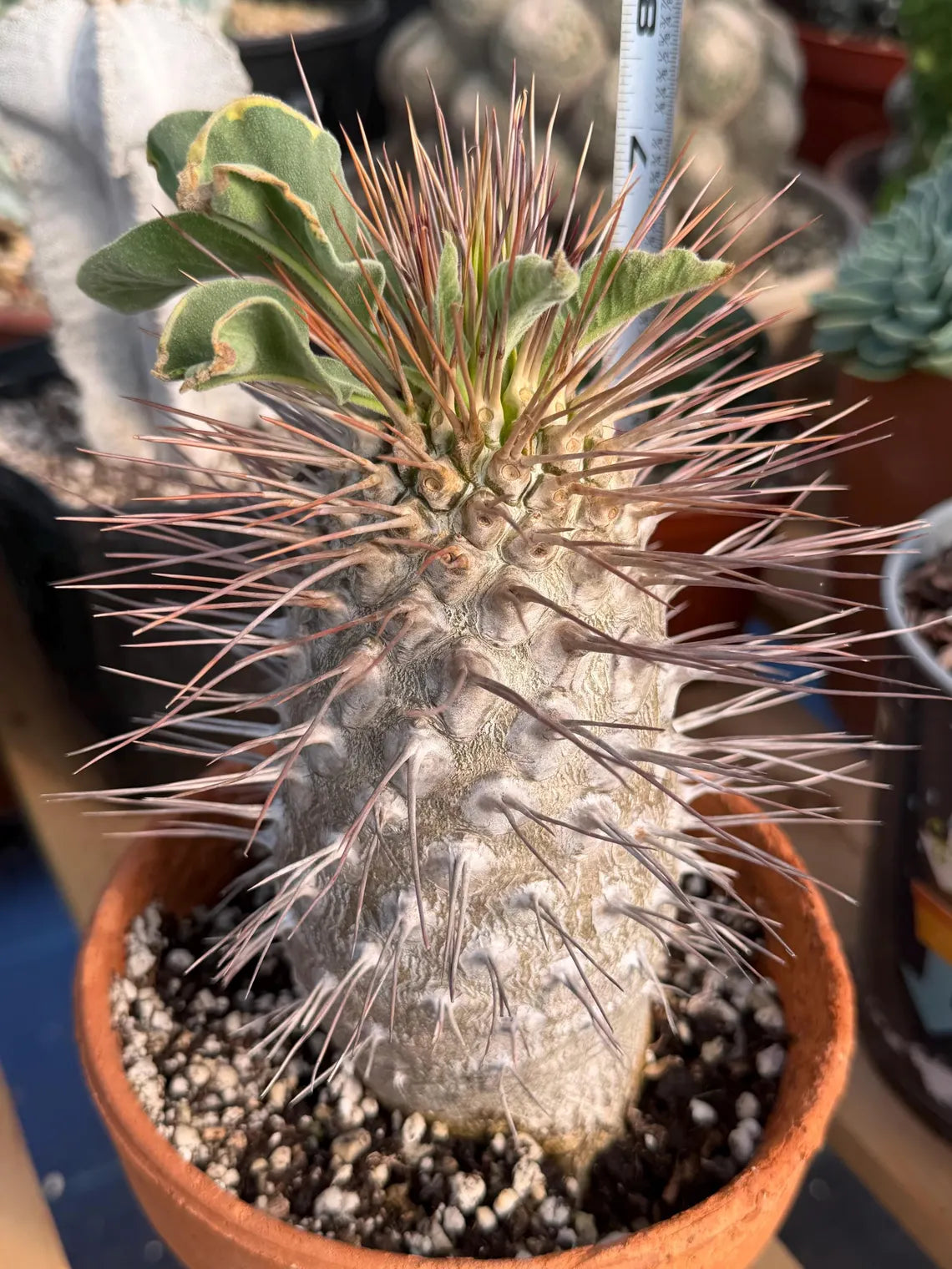 Pachypodium namaquanum (Half-Men) – Rare Seed-Grown Succulent