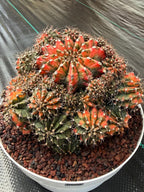 Rare 8in Variegated Gymnocalycium Cluster Live Cactus | Orange Green Collector Specimen #600