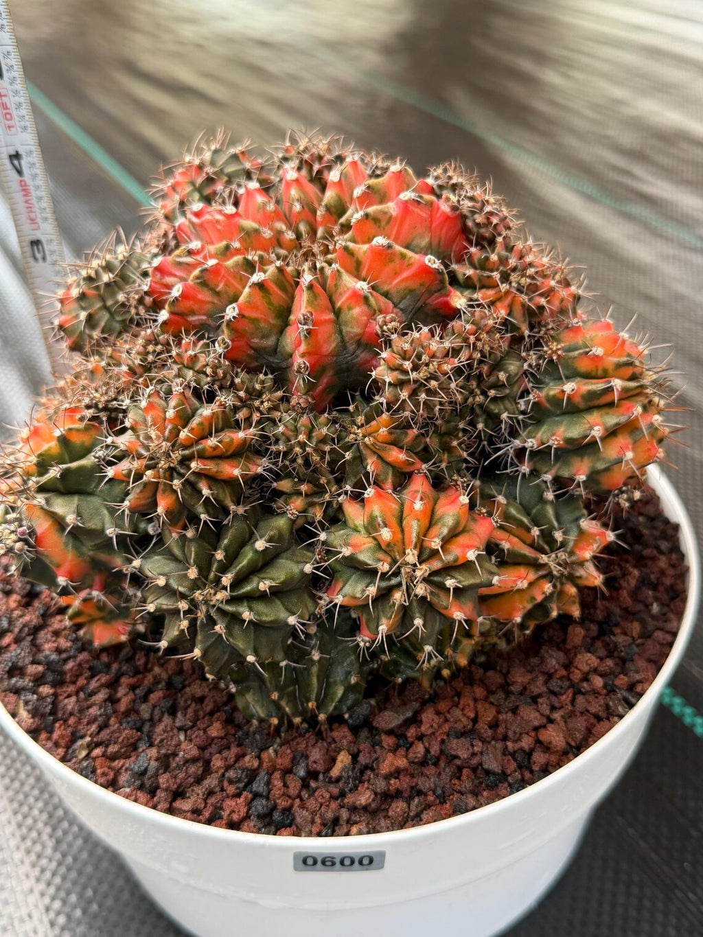 Rare 8in Variegated Gymnocalycium Cluster Live Cactus | Orange Green Collector Specimen #600