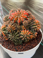 Rare 8in Variegated Gymnocalycium Cluster Live Cactus | Orange Green Collector Specimen #600