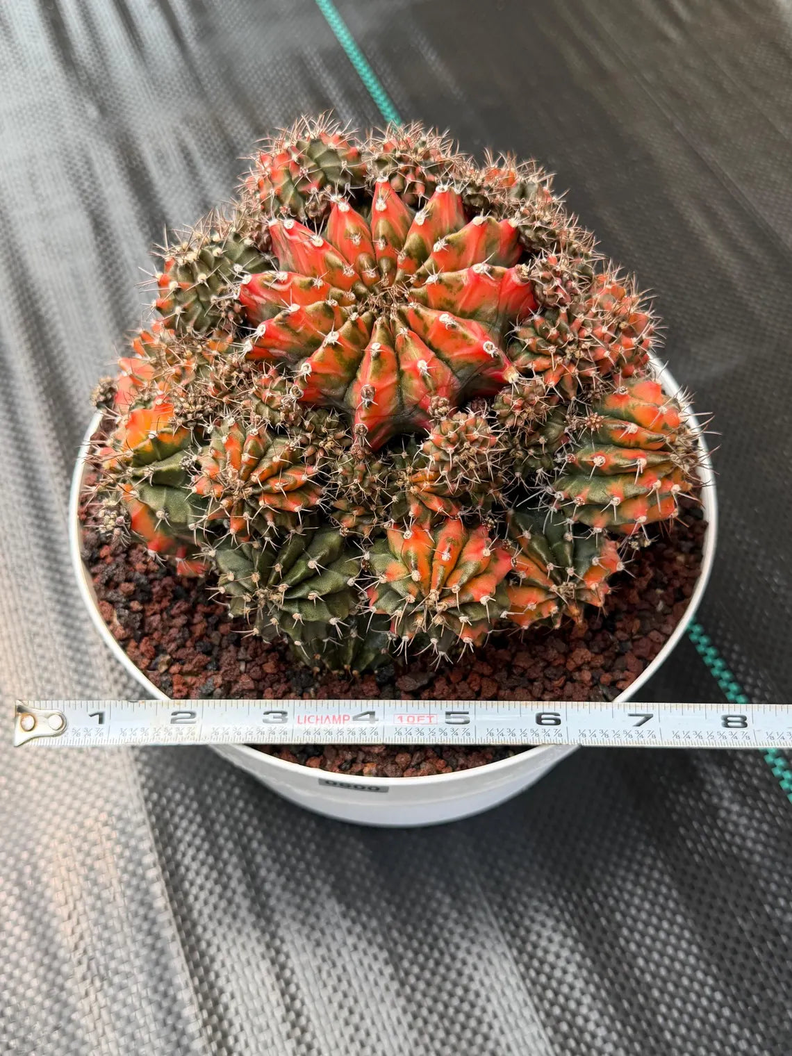 Rare 8in Variegated Gymnocalycium Cluster Live Cactus | Orange Green Collector Specimen #600