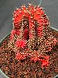 Variegated Gymnocalycium Cluster | Rare Collector Cactus #599