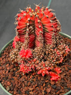 Variegated Gymnocalycium Cluster | Rare Collector Cactus #599