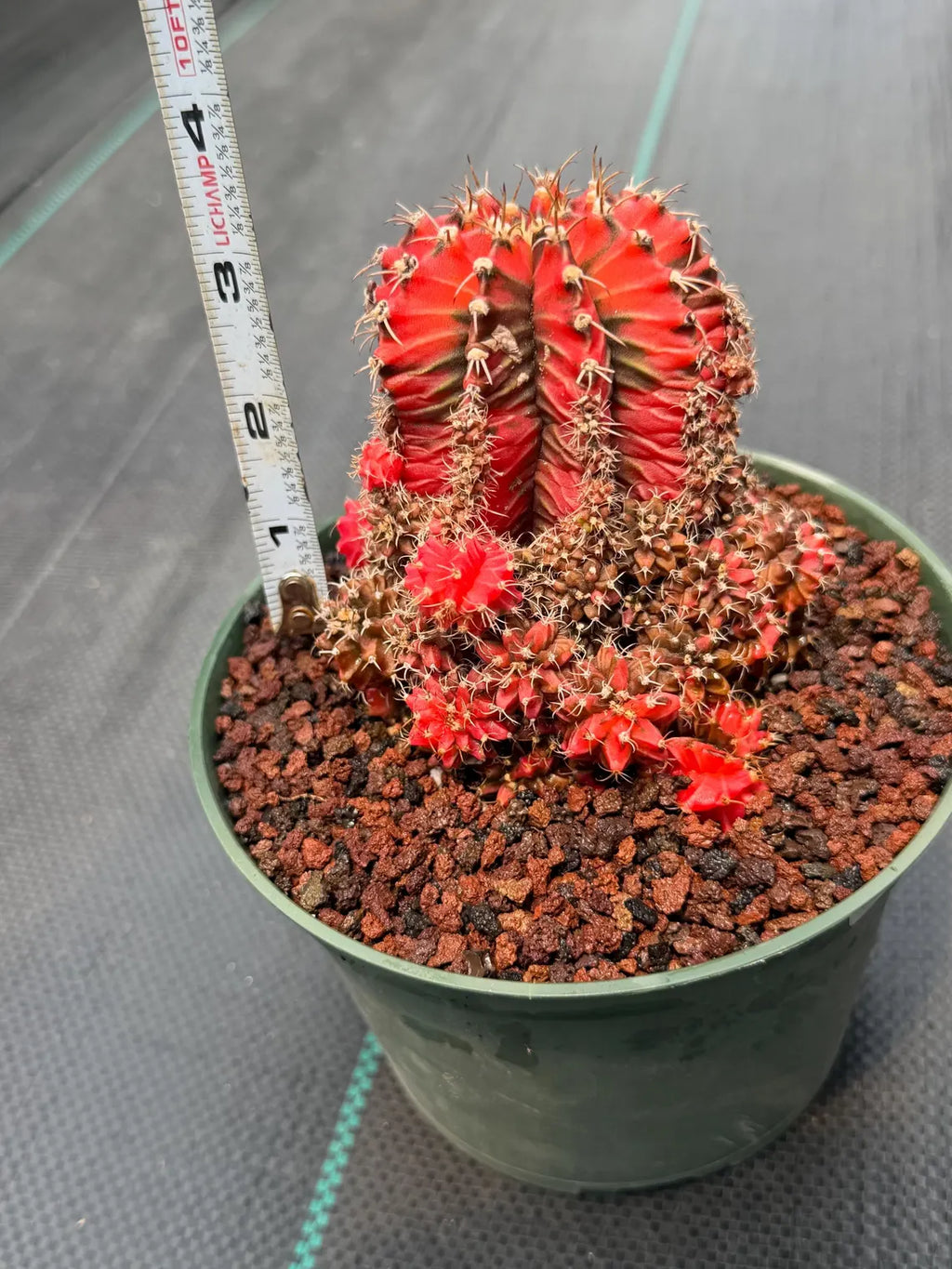 Variegated Gymnocalycium Cluster | Rare Collector Cactus #599