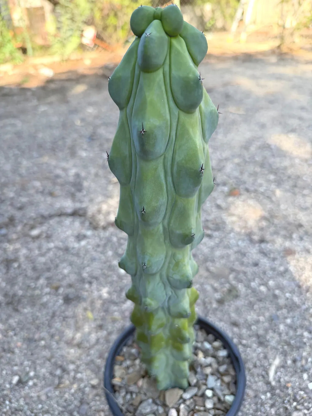 Boobbie Cactus #815 | Rare Live Cactus | Collector Specimen | 15" Tall