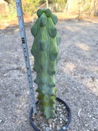 Boobbie Cactus #815 | Rare Live Cactus | Collector Specimen | 15" Tall